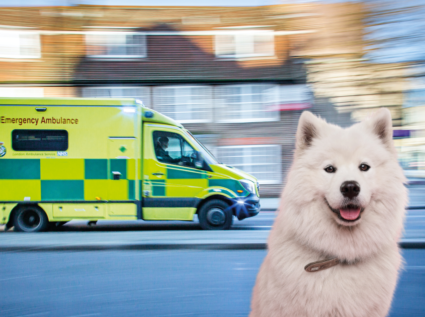 Les ambulances vétérinaires doivent pouvoir utiliser les bandes de bus à Bruxelles