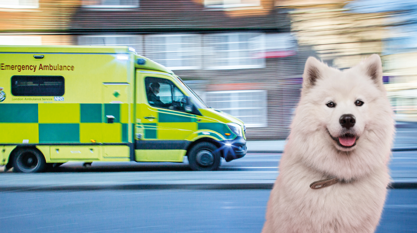 Reconnaissance des ambulances vétérinaires comme véhicules prioritaires : victoire du MR